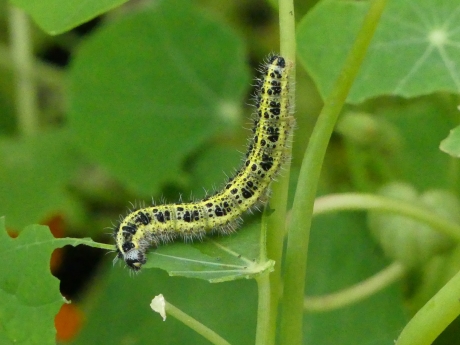 Groot Koolwitje rups