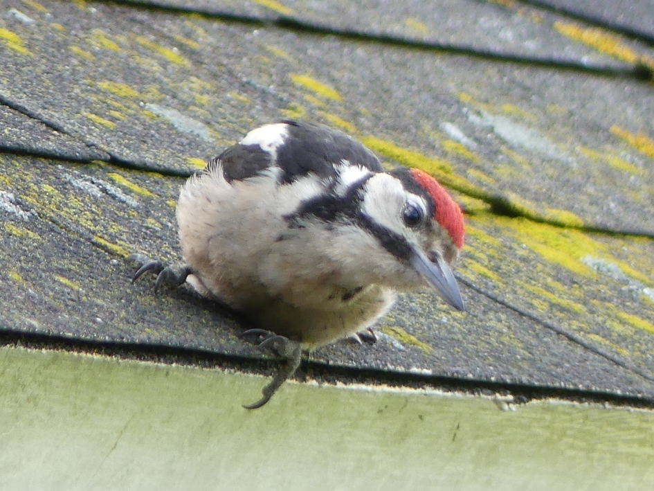Grote bonte specht op dak - Vogels - Grote bonte specht