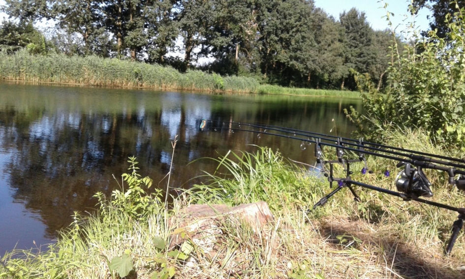Grote hengels, kleine visser - Vogels - Ijsvogel