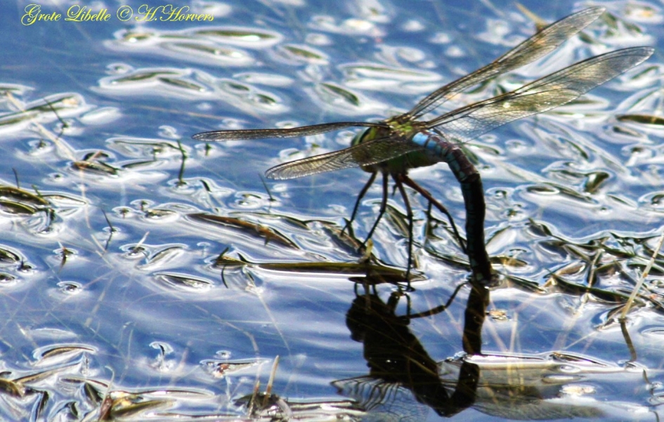 grote Libelle - Geleedpotigen - 