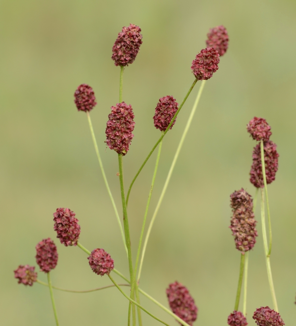 Grote Pimpernel - Planten - Grote Pimpernel