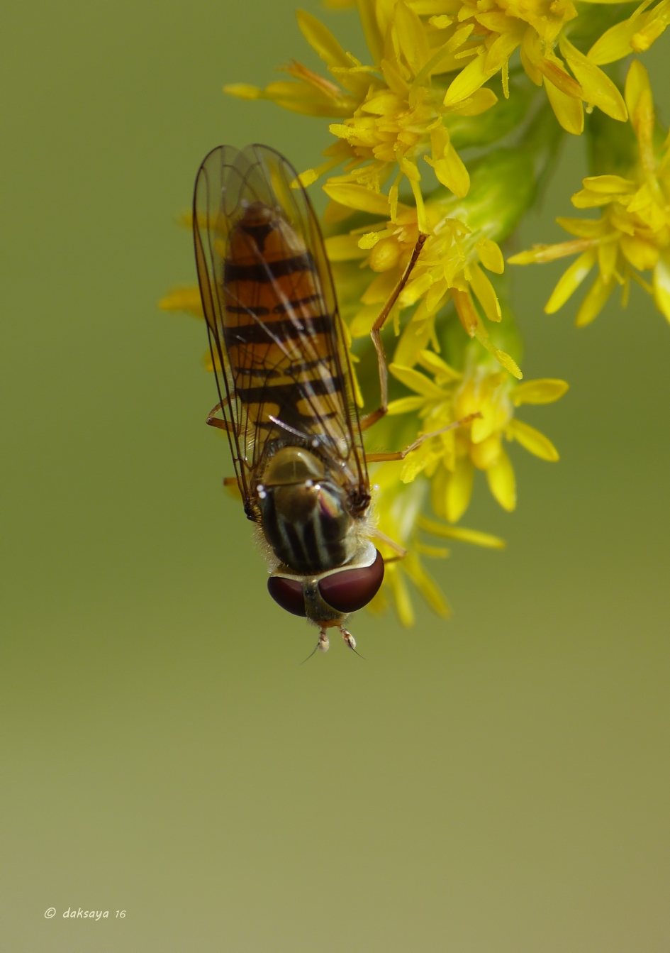Guldenroede - Planten - Guldenroede