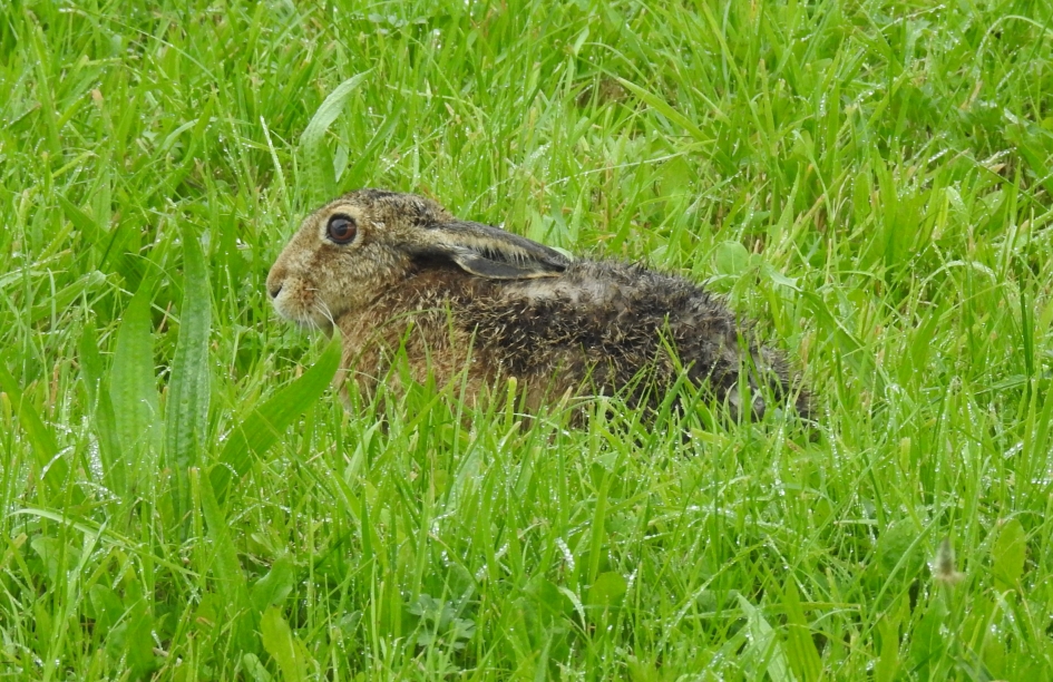 Haas ligt diep in het gras - Zoogdieren - Haas