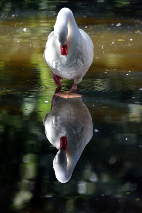 hallo...wie ben jij?