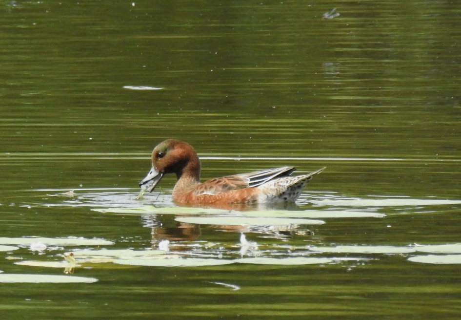 Hap...slik.... maar nog niet weg. - Vogels - Smient