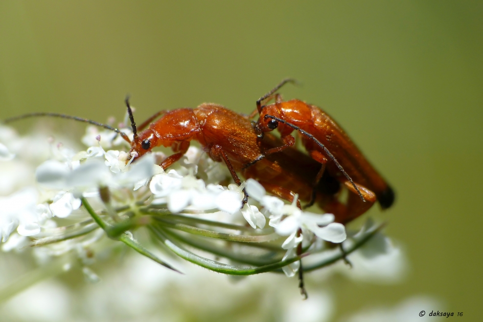 Hard zwoegen - Geleedpotigen - Kleine rode weekschildkever