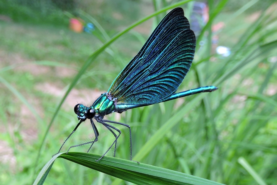 Heer Bosbeek - Geleedpotigen - Bosbeekjuffer