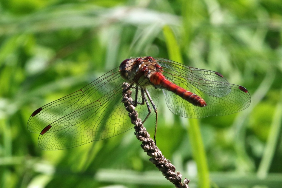 heidelibel - Geleedpotigen - 