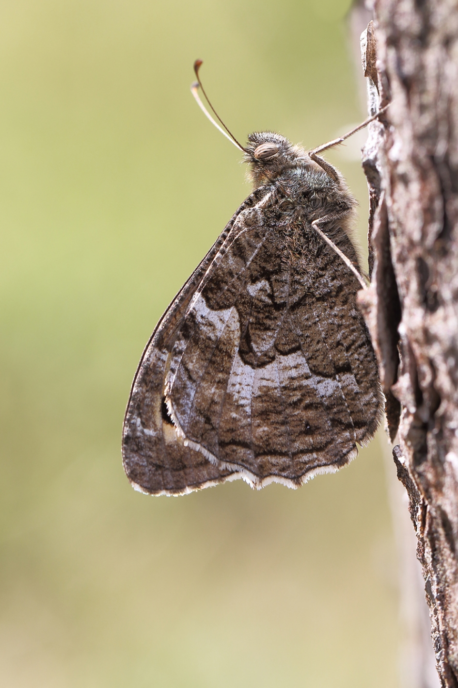 heivlinder - Geleedpotigen - 