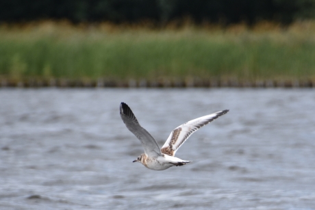 Helaas (nog) geen goud...