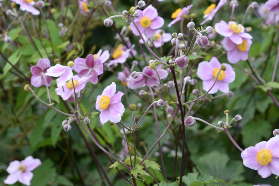 Herfstanemoon - Planten - 