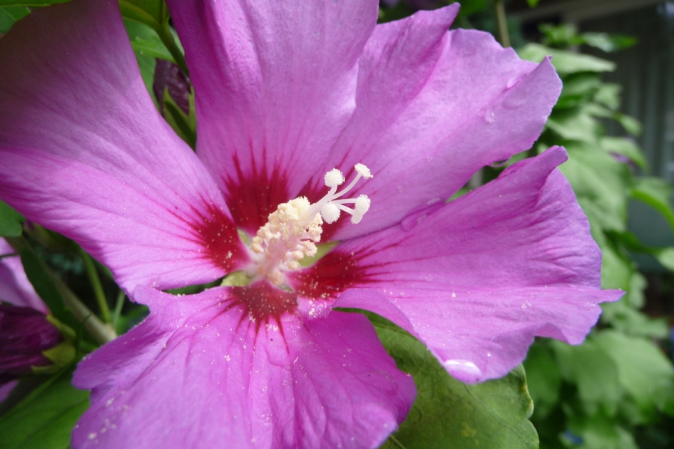 Hibiscus - Planten - 