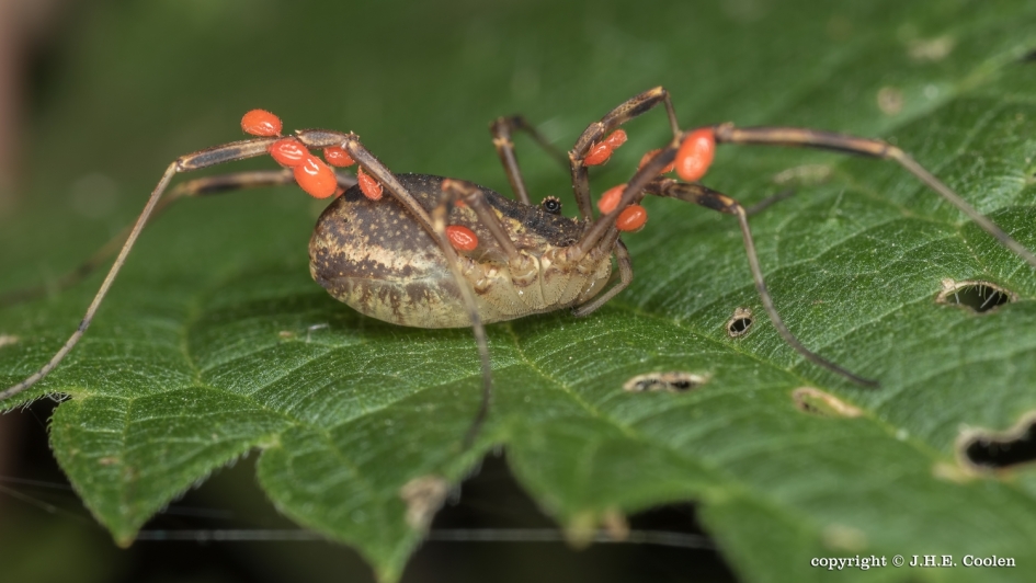 Hooiwagen - Geleedpotigen - Hooiwagen