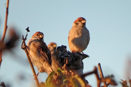Huismussen in 't avondzonnetje