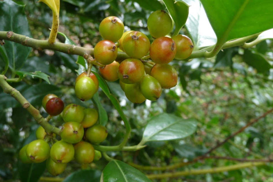 Hulstbessen - Planten - 