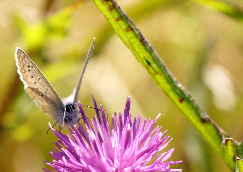 Icarusblauwtje - Geleedpotigen - Icarusblauwtje
