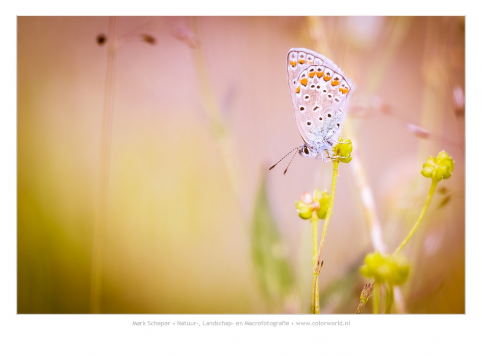 Icarusblauwtje - Geleedpotigen - Icarusblauwtje