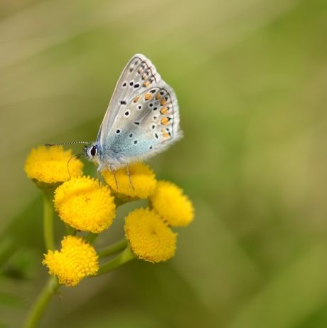 Icarusblauwtje op geel Boerenwormkruid