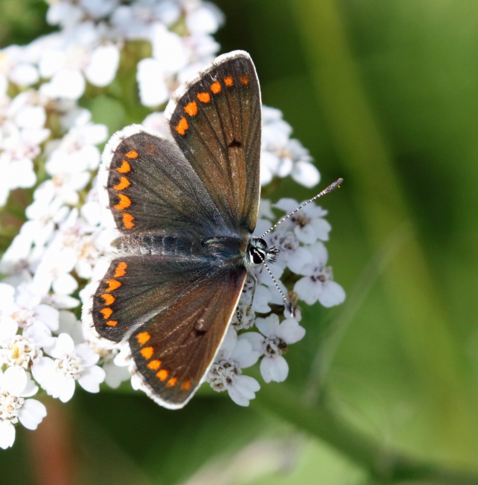 Icarusblauwtje (vr) - Geleedpotigen - 