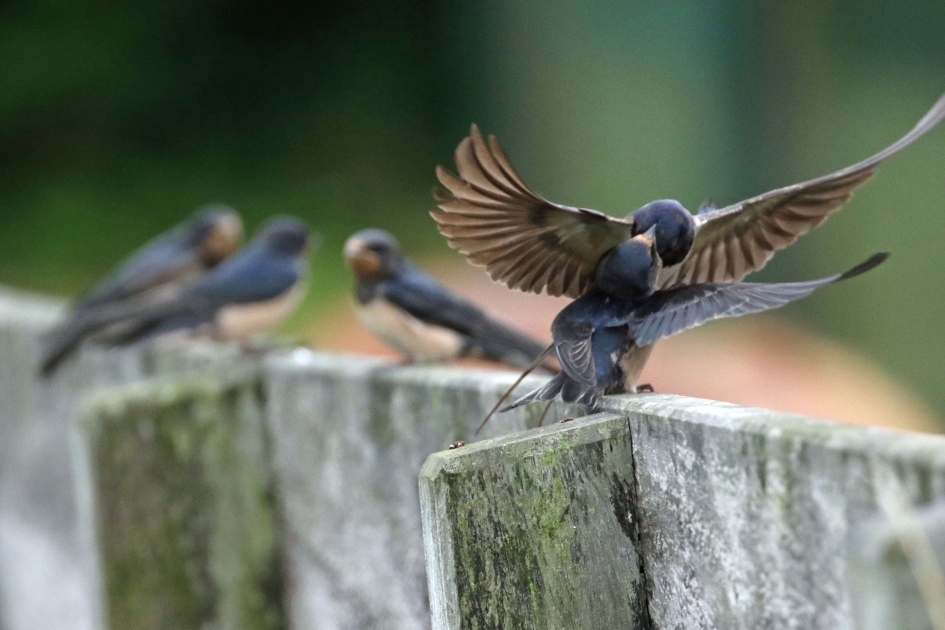 Ieder op zijn beurt - Vogels - 
