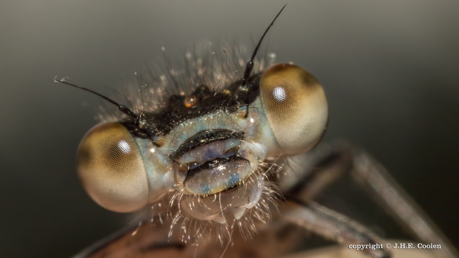 Iets closer - Geleedpotigen - Juffer