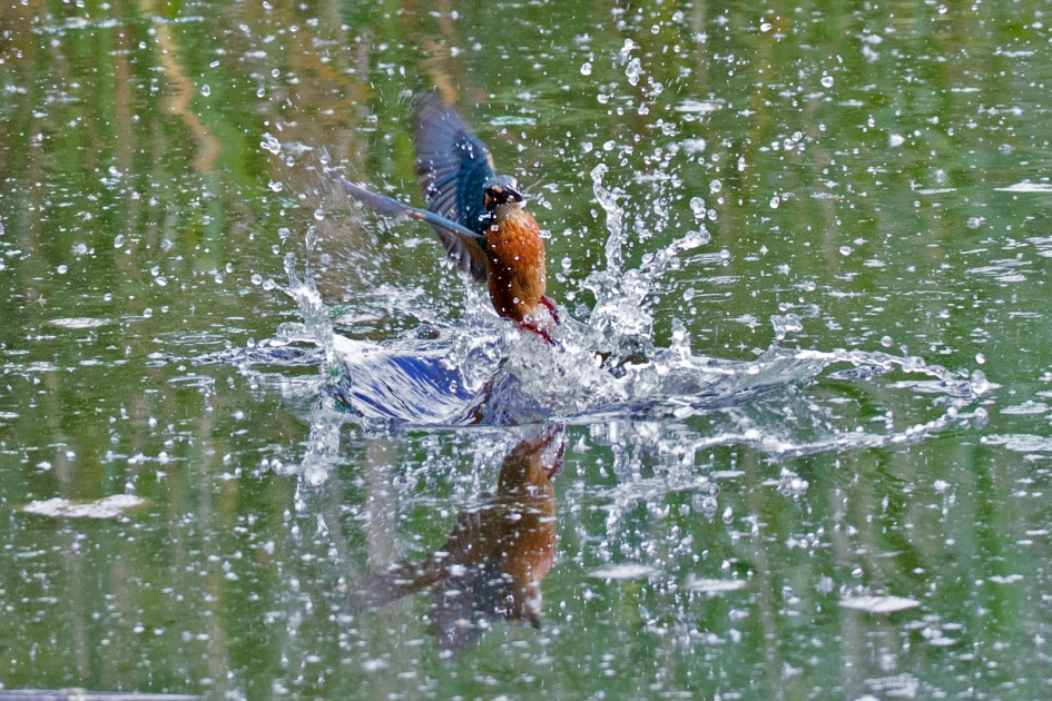 IJsvogel - Vogels - IJsvogel