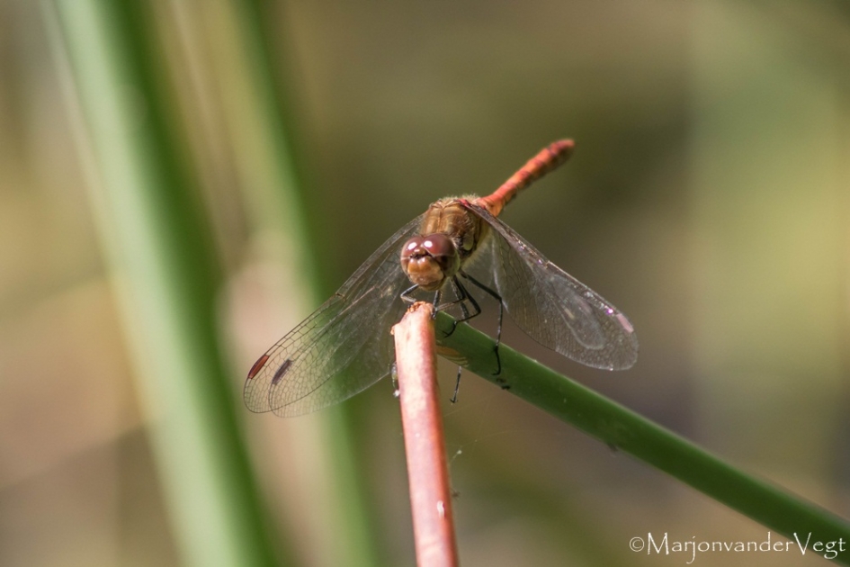 Ik geloof er niets van ... - Geleedpotigen - Libelle