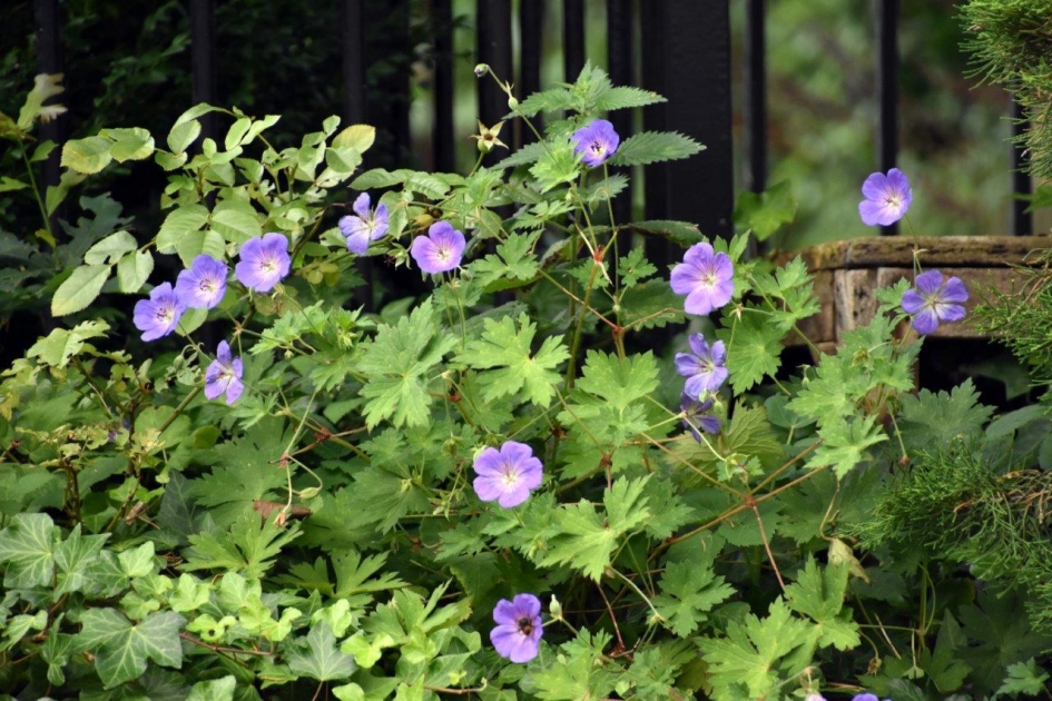 Ik ken geen naam... - Planten - 