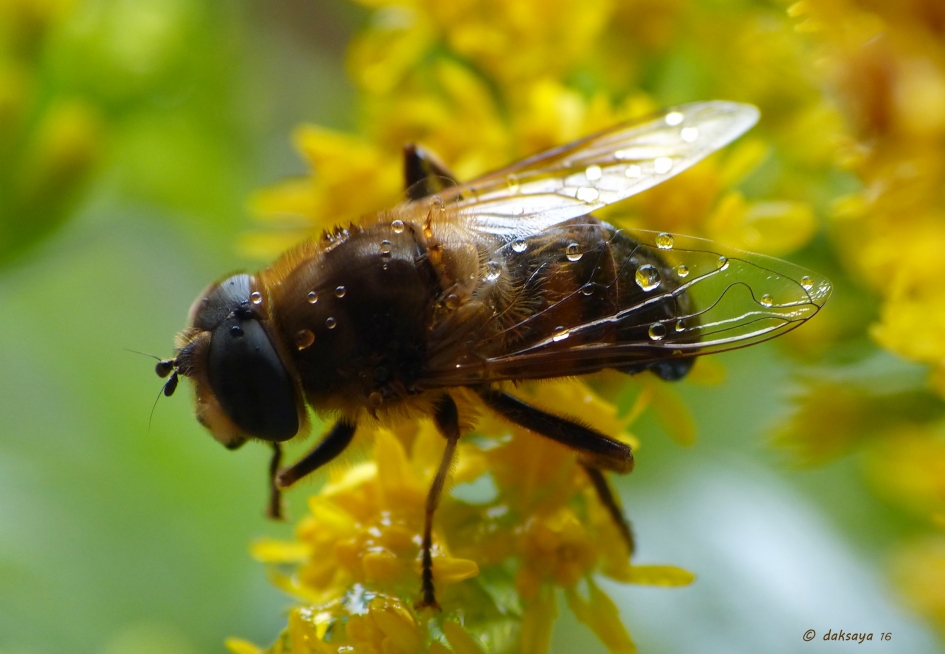 In de regen - Geleedpotigen - 