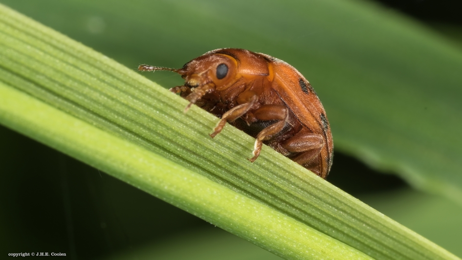 Info - Geleedpotigen - 24-stippelig Lieveheersbeestje