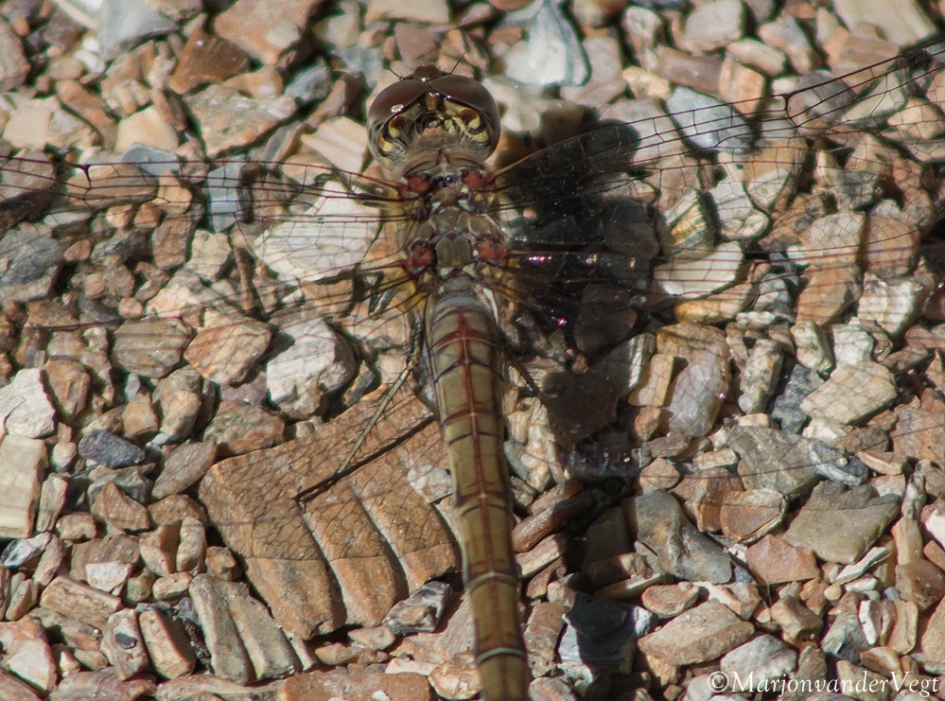 Ingezoomd - Geleedpotigen - Libelle