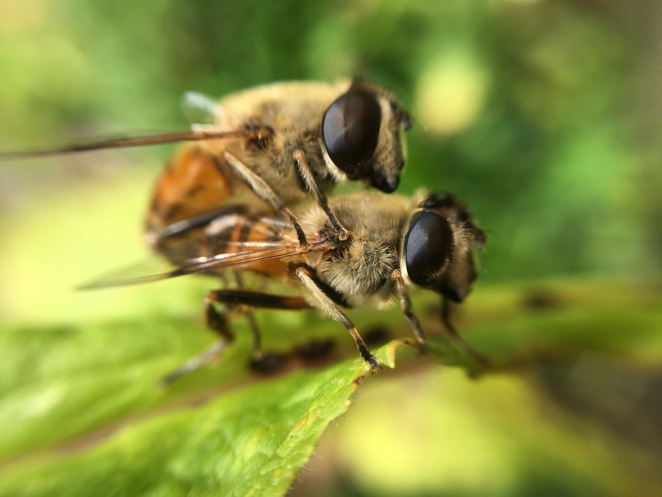 insect - Geleedpotigen - 