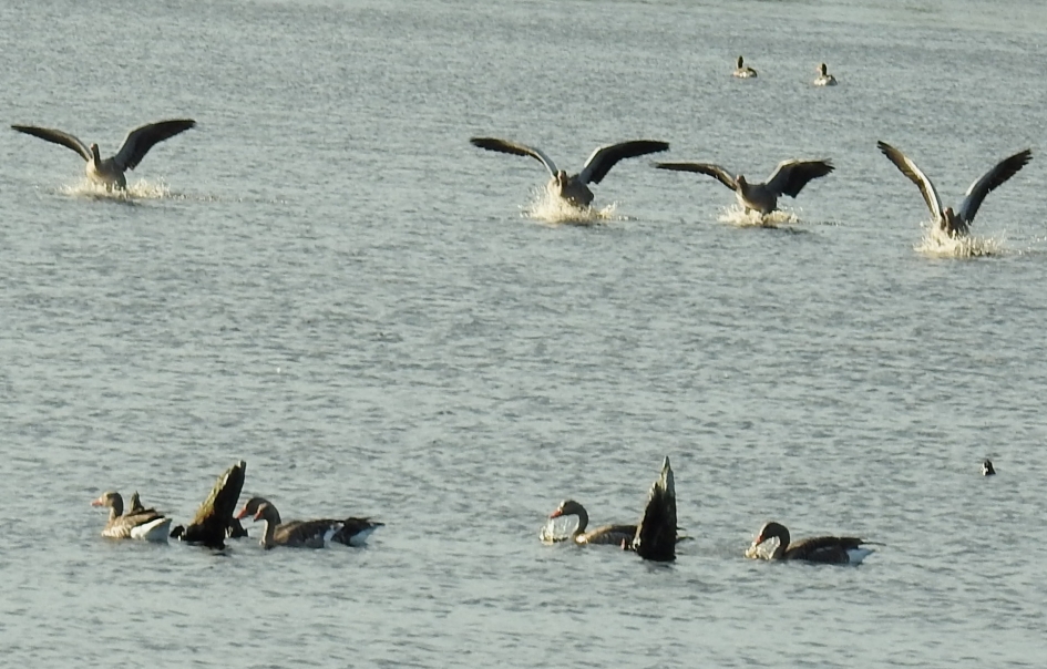 Invallende ganzen in de avondschemering - Vogels - Grauwe gans