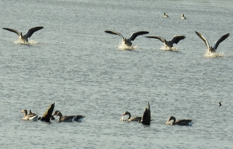 Invallende ganzen in de avondschemering