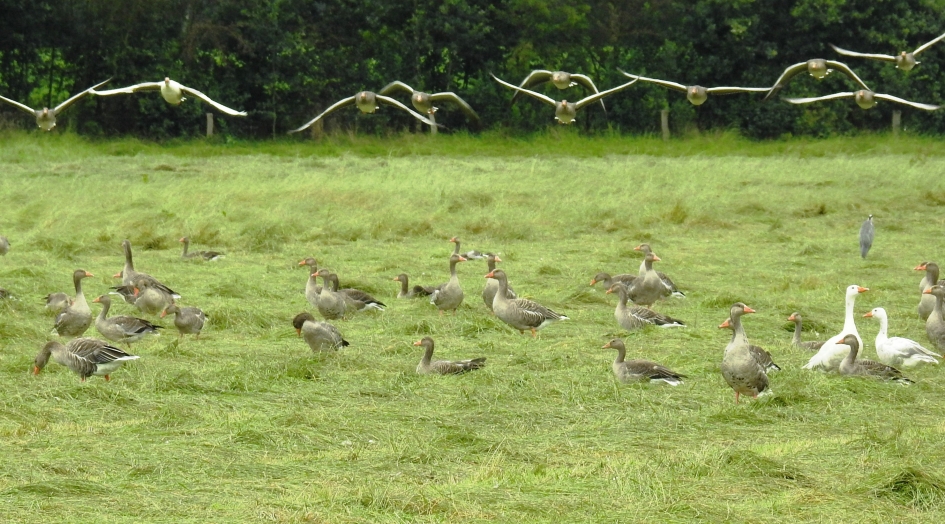 Invallende grauwe ganzen - Vogels - Grauwe gans