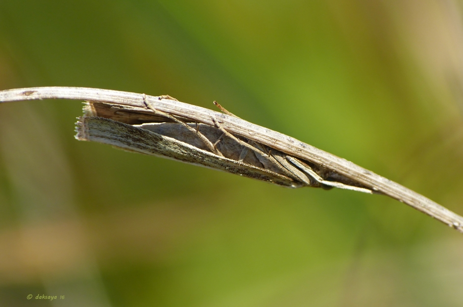 Je ziet me niet - Geleedpotigen - Grasmot