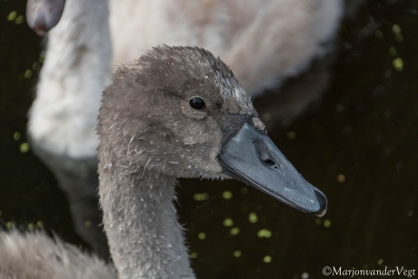 Jonge zwaan