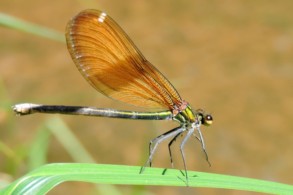 Juffrouw Bosbeek - Geleedpotigen - Bosbeekjuffer