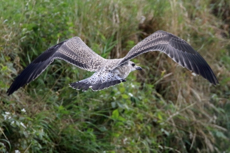 Juveniele mantelmeeuw