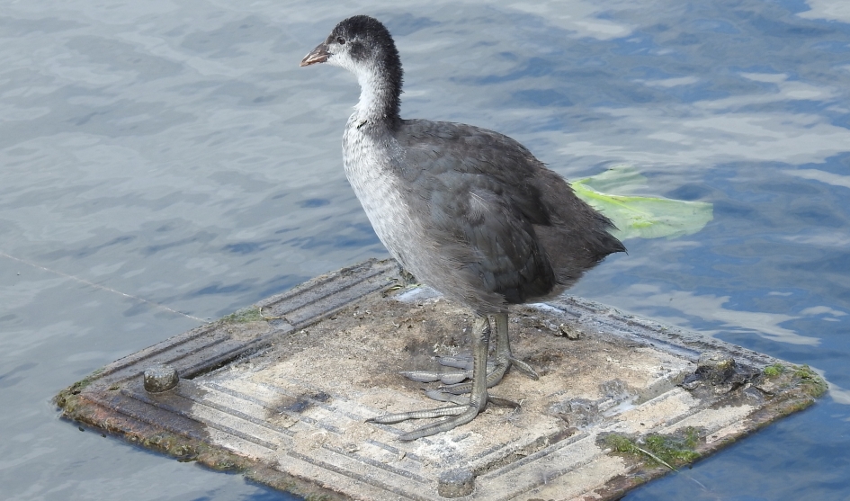 Juveniele meerkoet op een nestvlotje - Vogels - Meerkoet