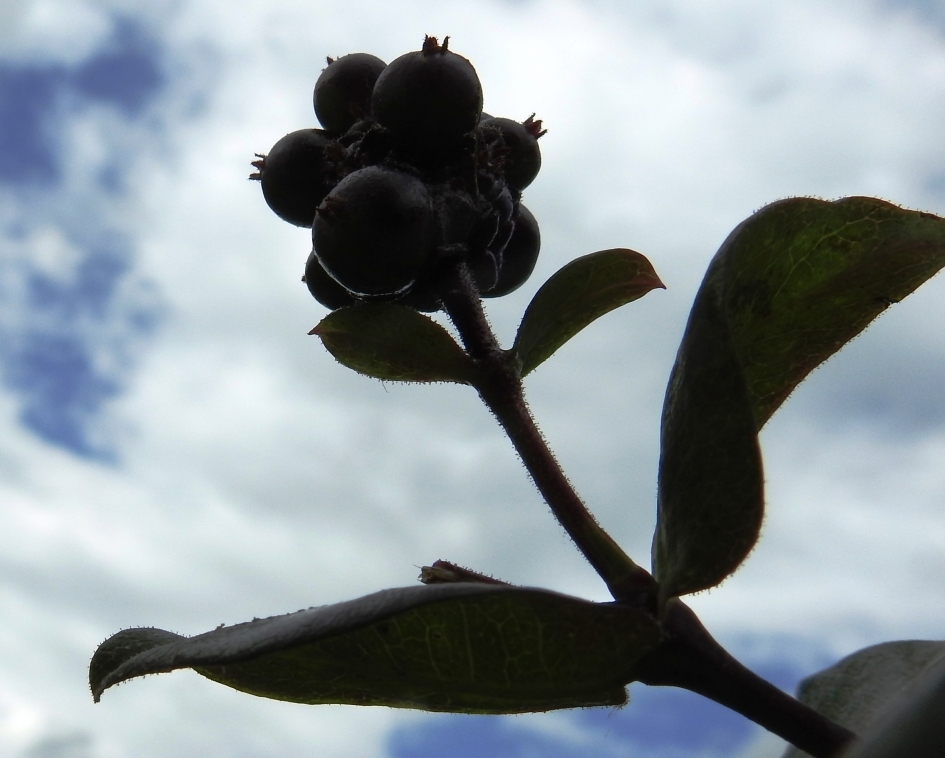 Kamperfoeliebessen - Planten - Kamperfoelie