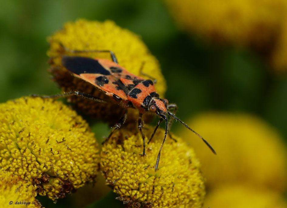 Kaneelwants - Geleedpotigen - 