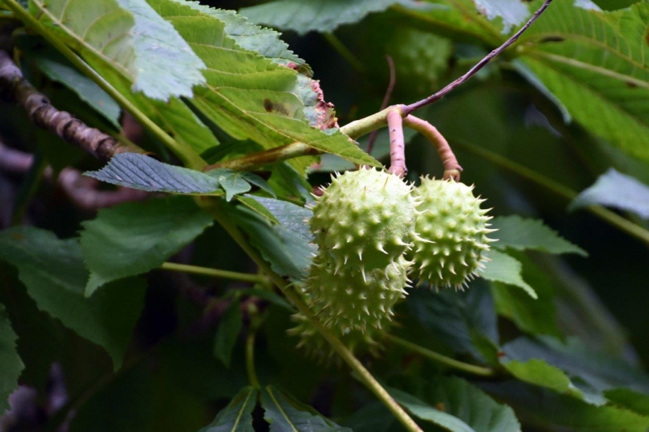 Kastanjes - Planten - 