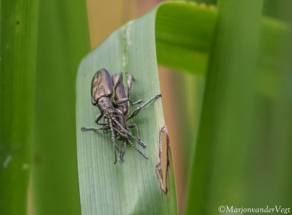 Kevers - Geleedpotigen - 