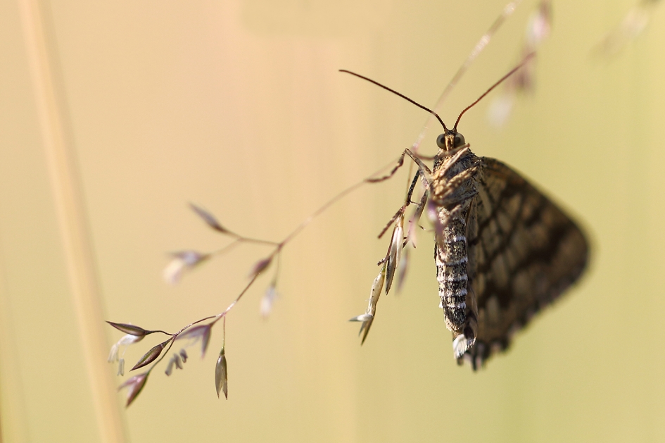 klaverspanner - Geleedpotigen - 