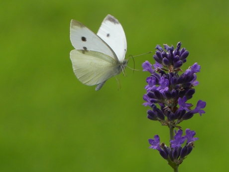 Klein koolwitje onderweg naar lavendel.