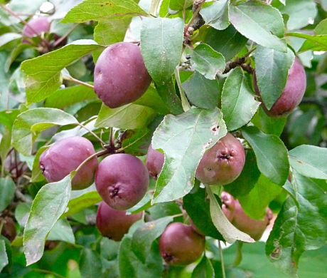 Kleine appeltjes