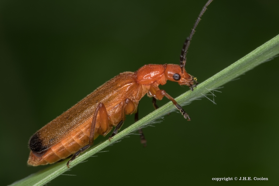 Kleine rode weekschildkever - Geleedpotigen - Kleine rode weekschildkever
