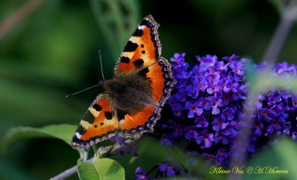 Kleine Vos - Geleedpotigen - 