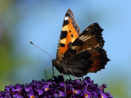 Kleine vos op vlinderstruik